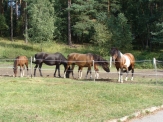 Stajnia Rybaki