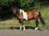 Ogiery stanówka