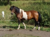 Ogiery stanówka