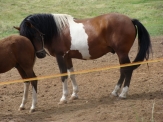 Ogiery stanówka